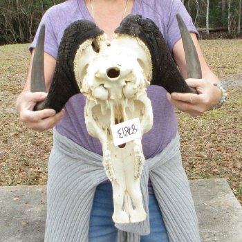 B-Grade, Male, African Black Wildebeest Skull with 17" Horn Spread 