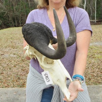 B-Grade, Male, African Black Wildebeest Skull with 17" Horn Spread 