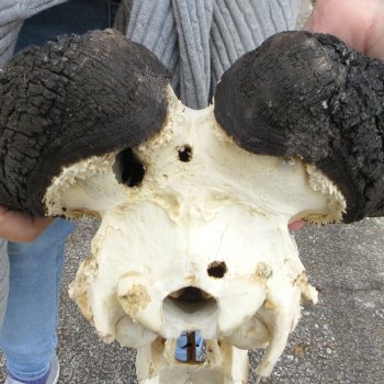 B-Grade, Male, African Black Wildebeest Skull with 17" Horn Spread 