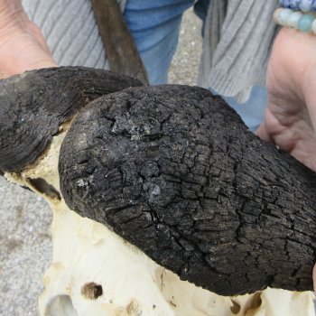 B-Grade, Male, African Black Wildebeest Skull with 17" Horn Spread 