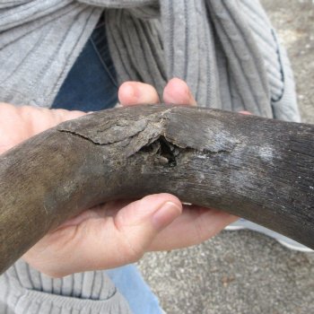 B-Grade, Male, African Black Wildebeest Skull with 17" Horn Spread 