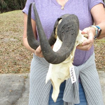 B-Grade, Male, African Black Wildebeest Skull with 16" Horn Spread 