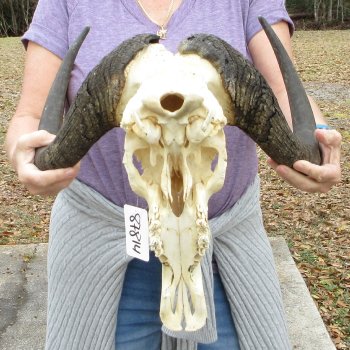 B-Grade, Male, African Black Wildebeest Skull with 16" Horn Spread 