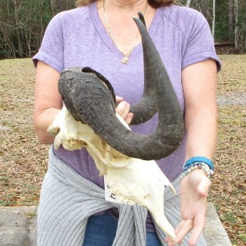 B-Grade, Male, African Black Wildebeest Skull with 16" Horn Spread 