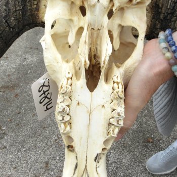 B-Grade, Male, African Black Wildebeest Skull with 16" Horn Spread 
