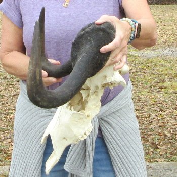 Craft-Grade Black Wildebeest Skull with 17" Horns 