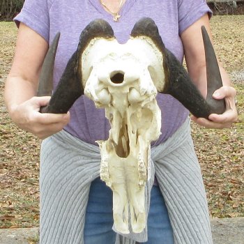 Craft-Grade Black Wildebeest Skull with 17" Horns 