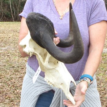 Craft-Grade Black Wildebeest Skull with 17" Horns 