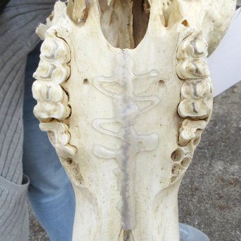 Craft-Grade Black Wildebeest Skull with 17" Horns 