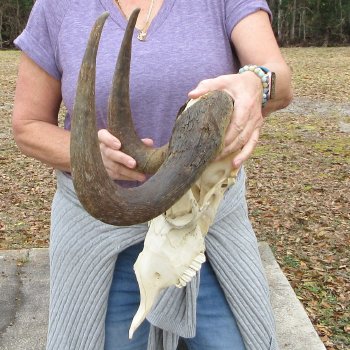 Craft-Grade Black Wildebeest Skull with 17" Horns 