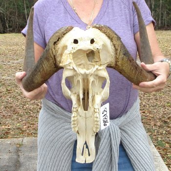 Craft-Grade Black Wildebeest Skull with 17" Horns 