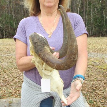 Craft-Grade Black Wildebeest Skull with 17" Horns 