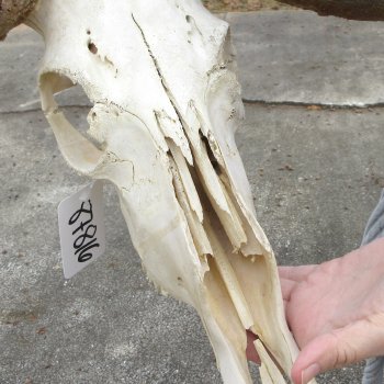 Craft-Grade Black Wildebeest Skull with 17" Horns 