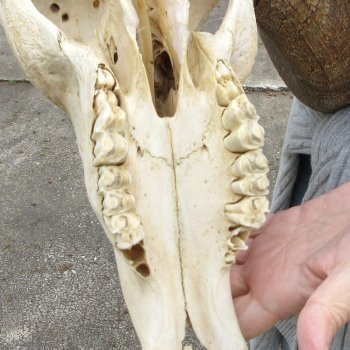 Craft-Grade Black Wildebeest Skull with 17" Horns 