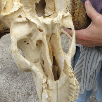 Craft-Grade Black Wildebeest Skull with 17" Horns 