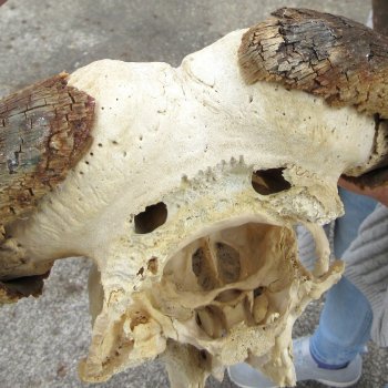 Craft-Grade Black Wildebeest Skull with 17" Horns 