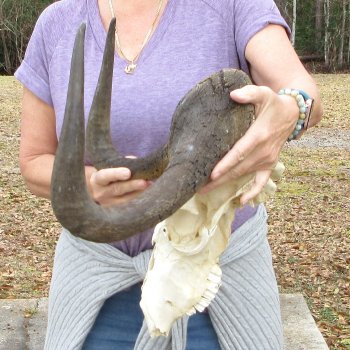 Craft-Grade Black Wildebeest Skull with 18" Horns 