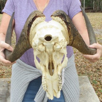 Craft-Grade Black Wildebeest Skull with 18" Horns 