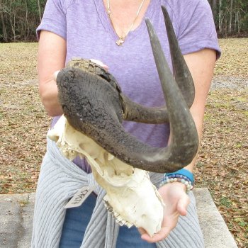 Craft-Grade Black Wildebeest Skull with 18" Horns 