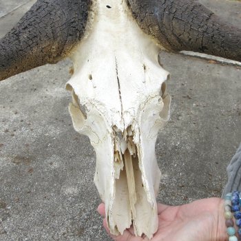Craft-Grade Black Wildebeest Skull with 18" Horns 