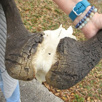 Craft-Grade Black Wildebeest Skull with 18" Horns 