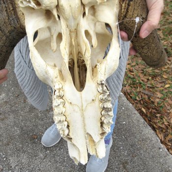 Craft-Grade Black Wildebeest Skull with 18" Horns 