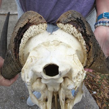 Craft-Grade Black Wildebeest Skull with 18" Horns 