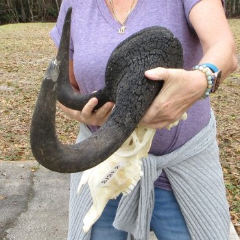 Craft-Grade Black Wildebeest Skull with 20" Horns 