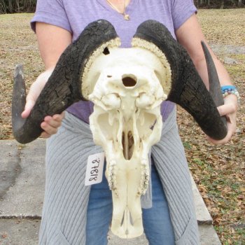 Craft-Grade Black Wildebeest Skull with 20" Horns 