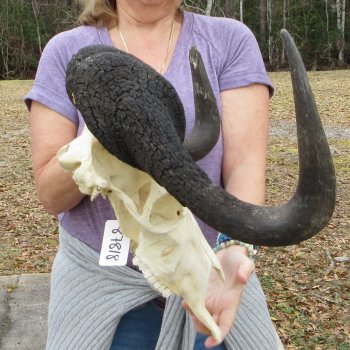 Craft-Grade Black Wildebeest Skull with 20" Horns 