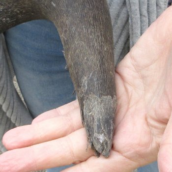 Craft-Grade Black Wildebeest Skull with 20" Horns 