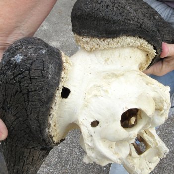 Craft-Grade Black Wildebeest Skull with 20" Horns 