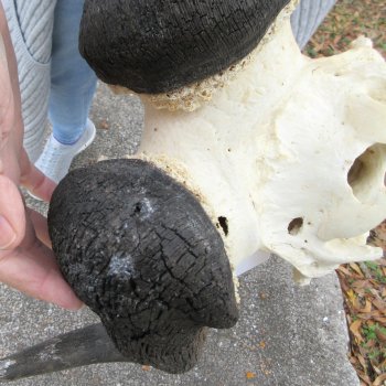 Craft-Grade Black Wildebeest Skull with 20" Horns 