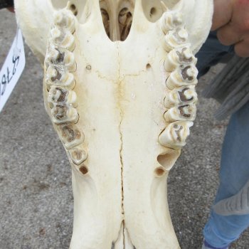 Craft-Grade Black Wildebeest Skull with 20" Horns 