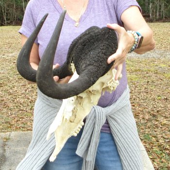 Craft-Grade Black Wildebeest Skull with 17" Horns 