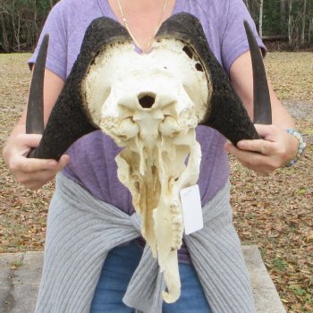 Craft-Grade Black Wildebeest Skull with 17" Horns 