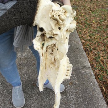 Craft-Grade Black Wildebeest Skull with 17" Horns 