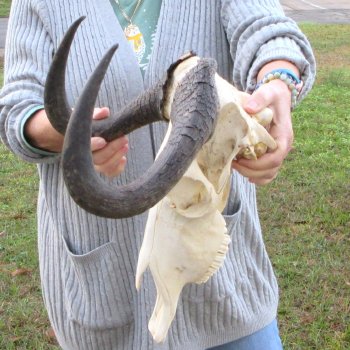B-Grade, Female, Black Wildebeest Skull with 14" Horn Spread 