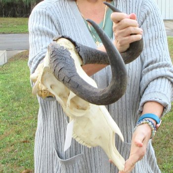 B-Grade, Female, Black Wildebeest Skull with 14" Horn Spread 