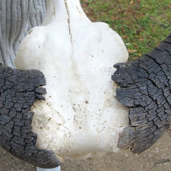 B-Grade, Female, Black Wildebeest Skull with 14" Horn Spread 