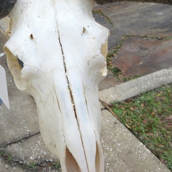 B-Grade, Female, Black Wildebeest Skull with 14" Horn Spread 