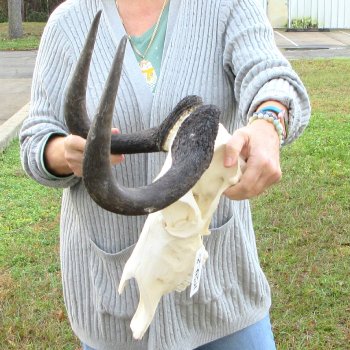 Slight B-Grade, Female, Black Wildebeest Skull with 14" Horn Spread 