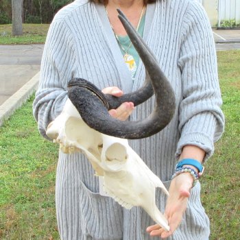 Slight B-Grade, Female, Black Wildebeest Skull with 14" Horn Spread 
