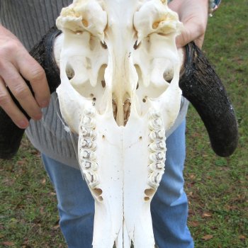 Slight B-Grade, Female, Black Wildebeest Skull with 14" Horn Spread 