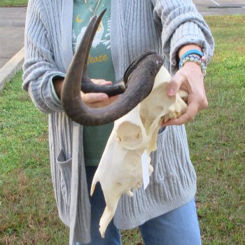 B-Grade, Female, Black Wildebeest Skull with 14" Horn Spread 