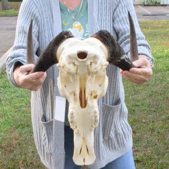 B-Grade, Female, Black Wildebeest Skull with 14" Horn Spread 