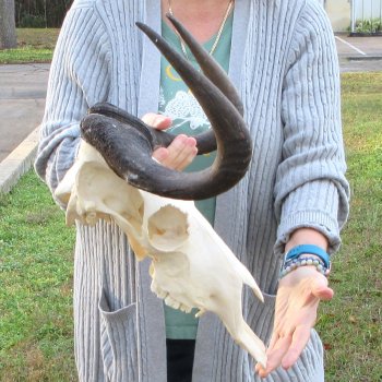 B-Grade, Female, Black Wildebeest Skull with 14" Horn Spread 