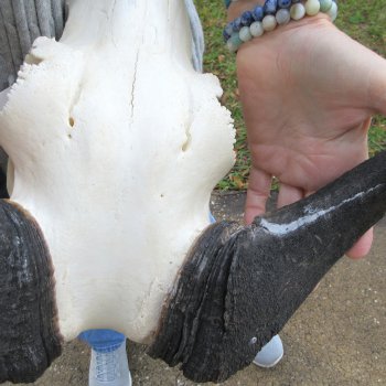 B-Grade, Female, Black Wildebeest Skull with 14" Horn Spread 