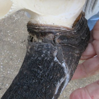 B-Grade, Female, Black Wildebeest Skull with 14" Horn Spread 