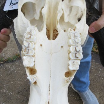 B-Grade, Female, Black Wildebeest Skull with 14" Horn Spread 